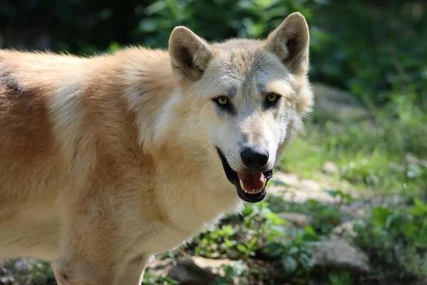 bezplatná Základová fotografie zdarma na téma canis lupus, čeleď canidae, chlupatý Základová fotografie