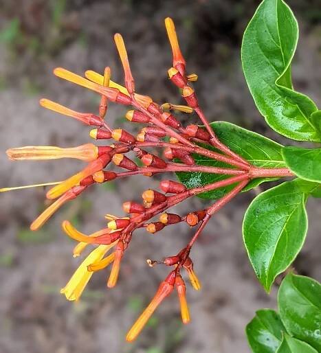 so fla « The Shrub Queen