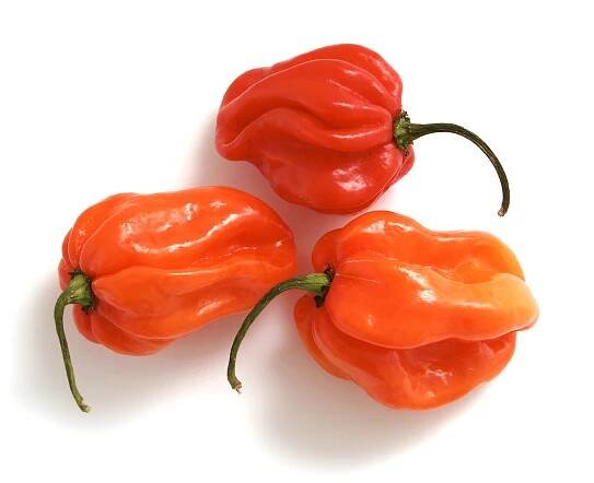 Scotch bonnet hot peppers