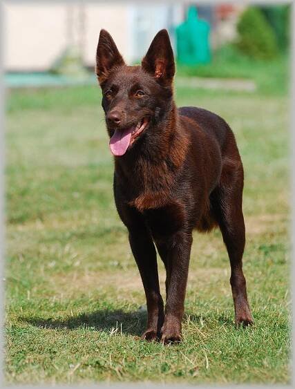 Australská kelpie - Plemena psů