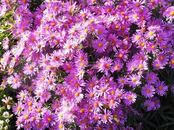 Aster dumosus " Peter Harrison " - astra, hvězdnice Zahradnictví Krulichovi - zahradnictví, květinářství, trvalky, skalničky