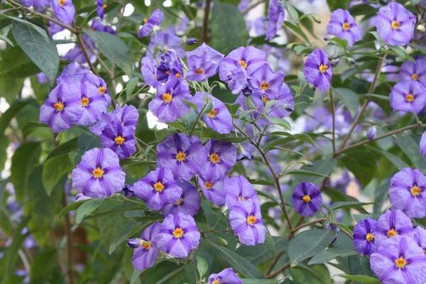 Enzianstrauch (Lycianthes - Solanum rantonnetii)