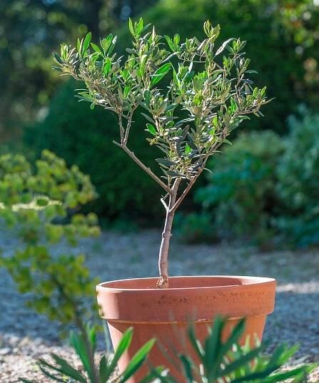 potted olive tree