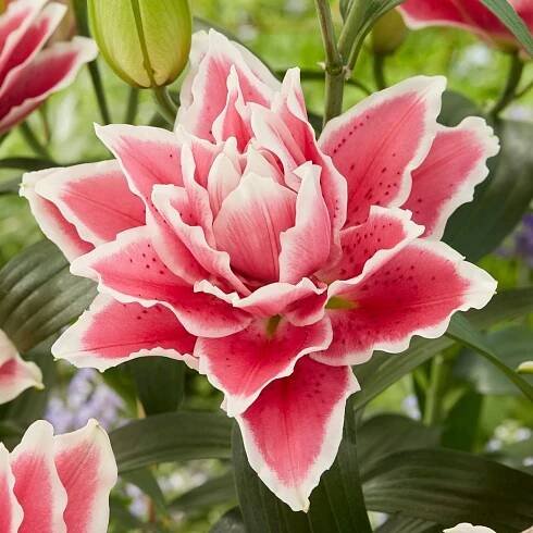 Pěstování lilií - Lukon Glads s.r.o.