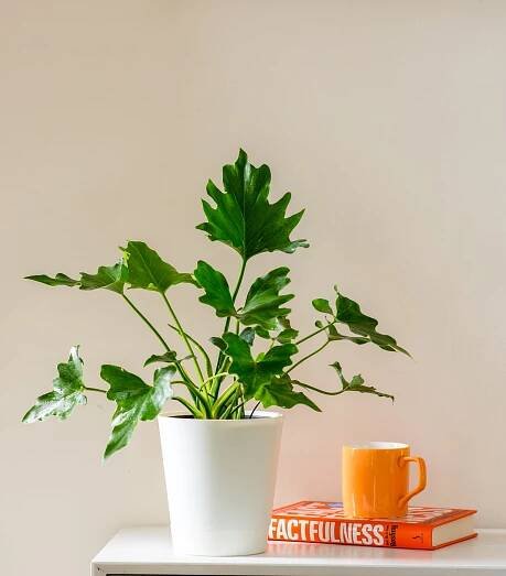 Philodendron selloum green bipinnatifidum nline plant nursery horticult 2