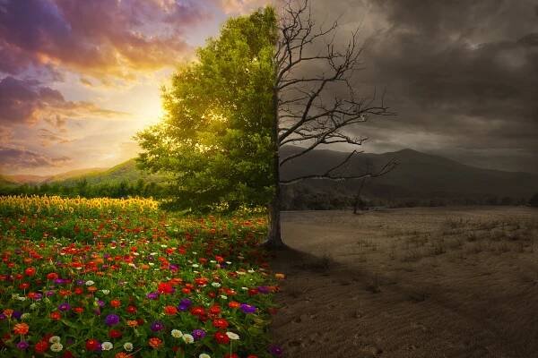 Life and death stock image. Image of flower, leaves, light - 67875013