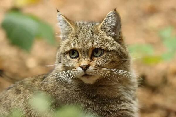 Wildcat Europe – rozšíření, stanoviště a ohrožení