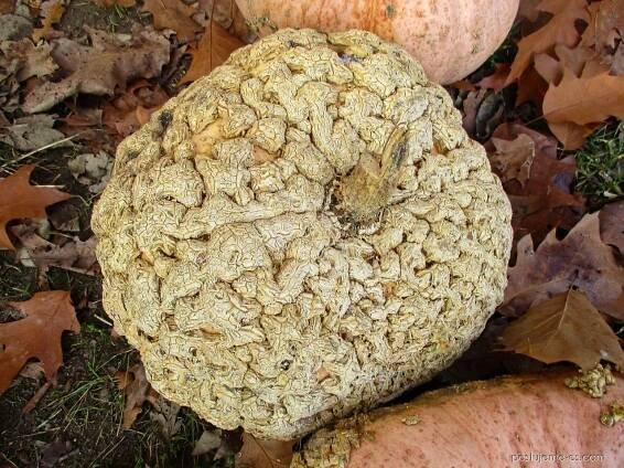 Tykev obrovská Galeuse d Eysines (Cucurbita maxima)