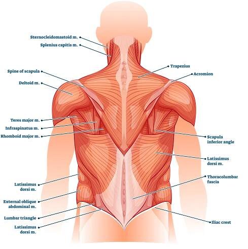 back musculature