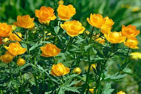 Trollius chinensis