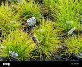 Deschampsia flexuosa 'Tatra Gold' evergreen wavy hair grass plants growing in small pots with tags / labels on sale in UK garden centre. Stock Photo