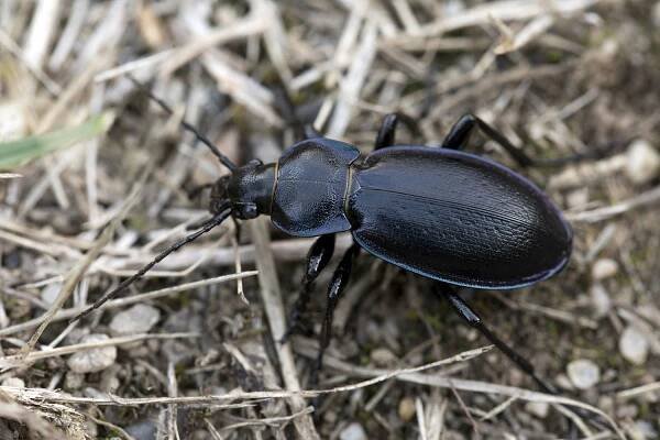Carabus scheidleri helleri