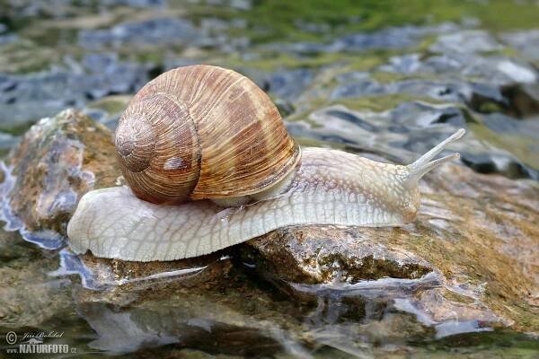 Hlemýžď zahradní | Naturfoto.cz