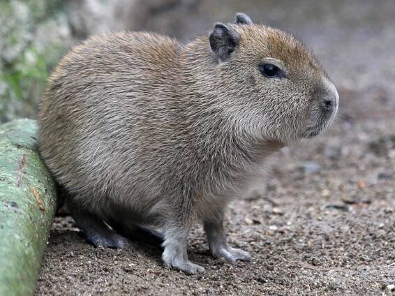Jedenáctý přírůstek. V zoo vyrůstá mládě největšího hlodavce a milovníka vody