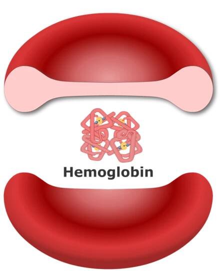 A red blood cell with hemoglobin molecule inside