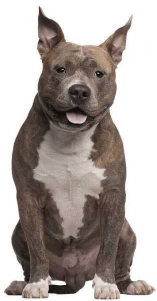 american-staffordshire-terrier-pricing