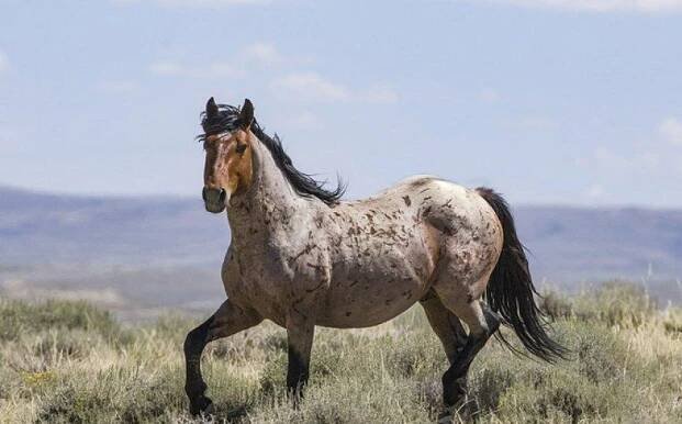 Historie vzhledu a jaký je rozdíl mezi koňmi plemene Mustang, zda je možné koně ochočit
