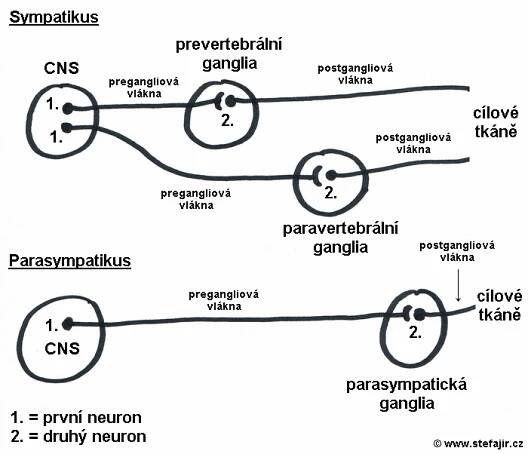 Parasympatikus | Medicína, nemoci, studium na 1. LF UK
