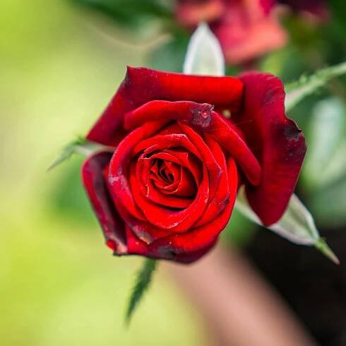 bezplatná Detailní záběr zářivě červené růže v plném květu, zdůrazňující její přirozenou krásu. Základová fotografie