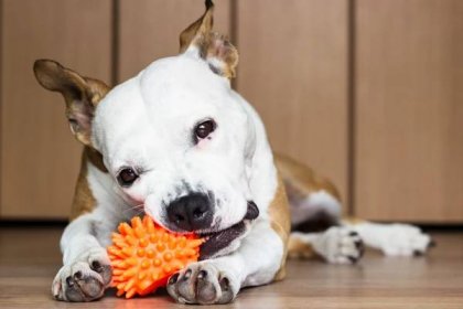 hravý a roztomilý pes žvýkající hračku doma - americký stafordširský teriér - stock snímky, obrázky a fotky