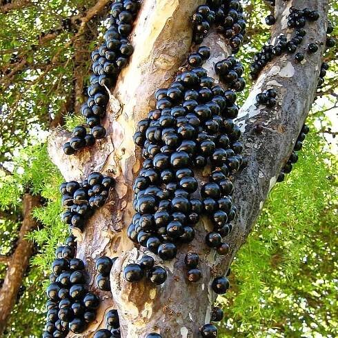 Bobulový strom jaboticaba - Kabinet Kuriozit