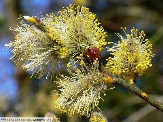 Herbář Wendys - Salix caprea - vrba jíva