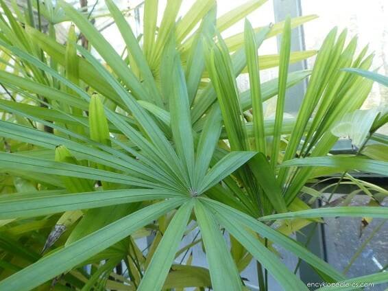 Diskusní fórum: rhapis robusta 1