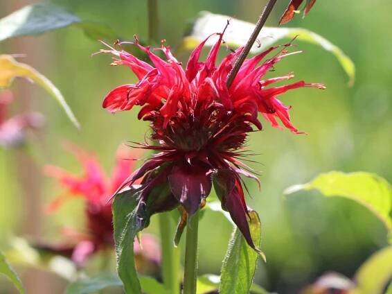 Zavinutka CAMBRIDGE SCARLET