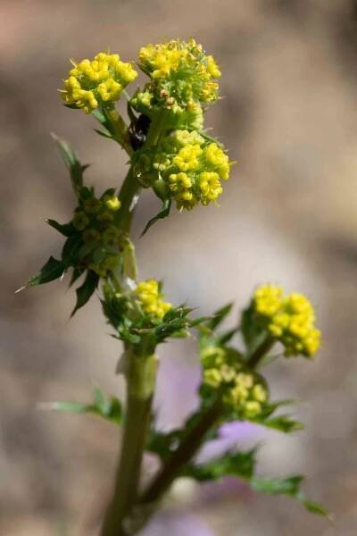 Apiaceae – Sanicle – MonFlora