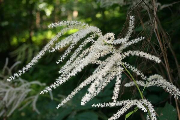 Soubor:Aruncus dioicus 2.jpg – Wikipedie