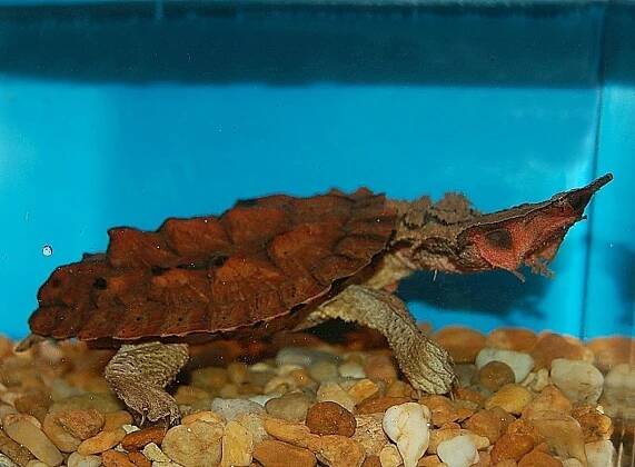 Matamata Turtle