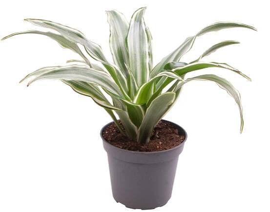 Dracaena fragrans 'Kanzi'