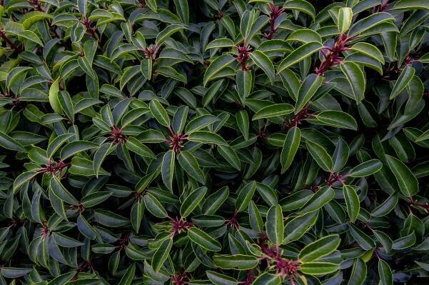 Prunus lusitanica 'Angustifolia'