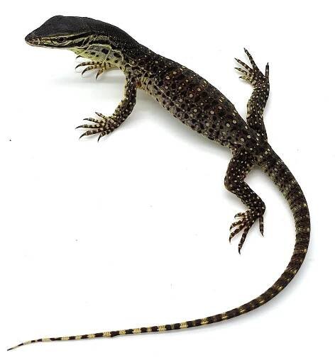 Live Animals Archive - Your Trusted Pet Expert