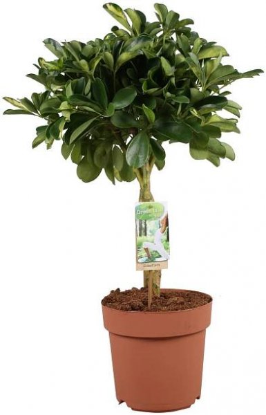 Šeflera "Gold Capella" (Schefflera arboricola), 70-90 cm, pr. kv. 21 cm