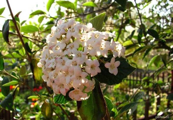 Kalina Carlesiova (Viburnum carlesii)