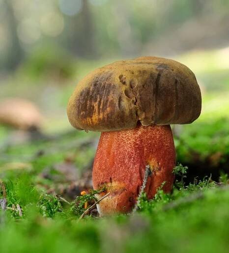 hřib kovář – Neoboletus luridiformis - Kladensko - foto: Martin Petrák