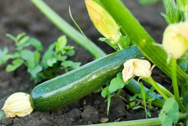 Growing Courgettes - Home Design Tips and Advice