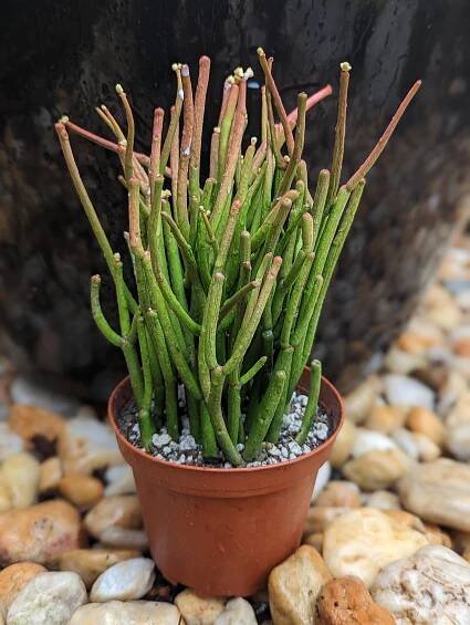 Pencil Tree (Pencil Cactus) | Natty Garden