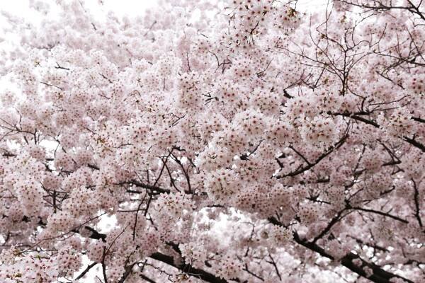 Cherry Blossom | TiptoeingWorld