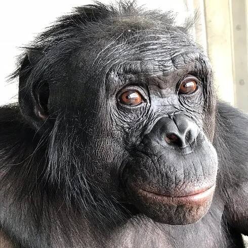 Kanzi the Bonobo, Who Learned Language and Made Stone Tools, Dies at Age 44