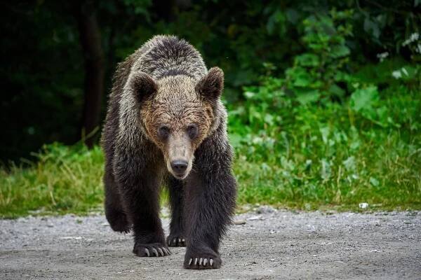 Slovenka Erika přežila napadení medvědem, blízcí popsali detaily útoku