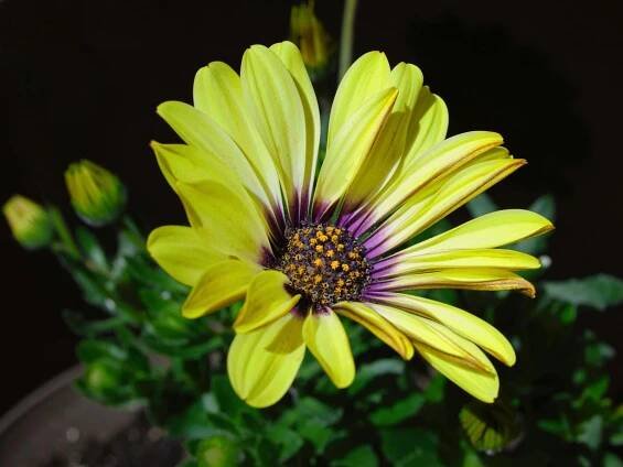 Free Close-up of a vibrant yellow daisy with a dark center, showcasing its petals in natural sunlight. Stock Photo