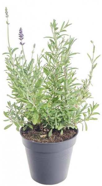 Levandule lekařská, Lavandula angustifolia Aromatico skladem | ZAZUMi.cz