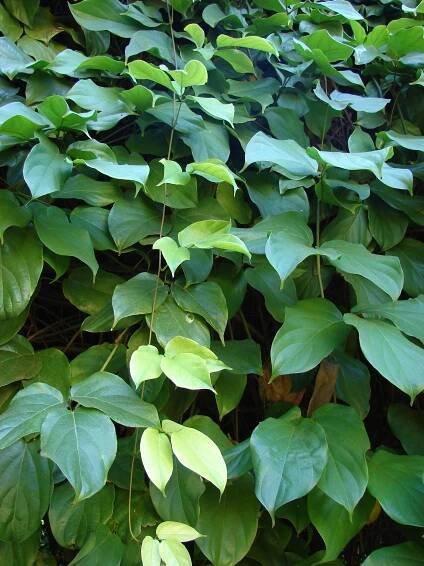 Soubor:Starr 071024-9711 Mucuna novoguineensis.jpg – Wikipedie