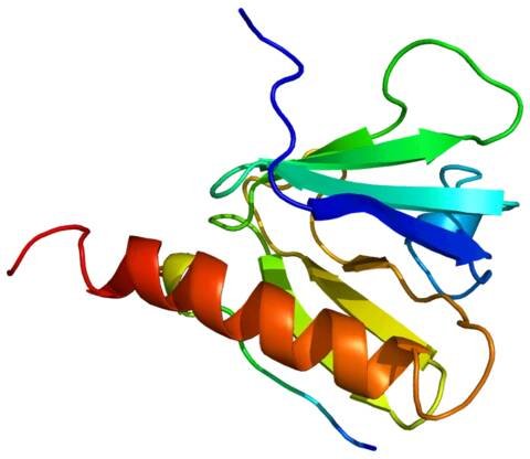 Insulin receptor substrate 1 - Wikipedia