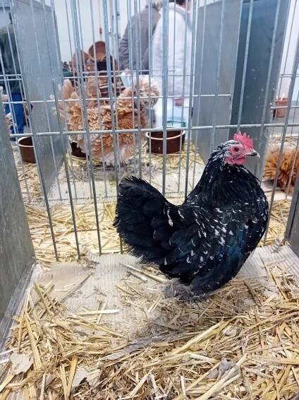 Produkce a spotřeba drůbeže v EU poroste