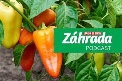 Epizoda podcastu Zahrada o pěstování paprik