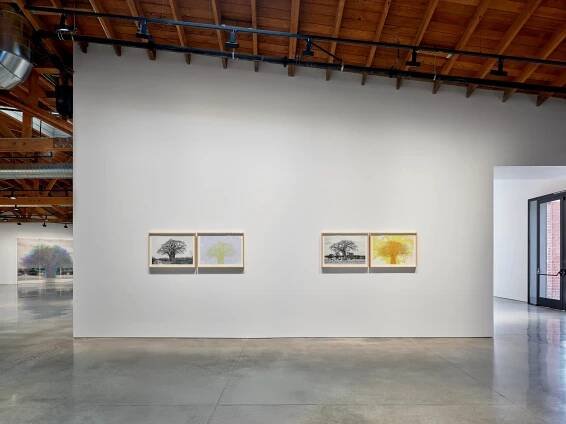Charles Gaines – Numbers and Trees, The Tanzania Baobabs - Hauser & Wirth