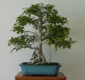 Ficus bonsai (43 fotografií): jak vyrobit strom z mikrokapru? Domácí péče. Co když rostlina shodí listy?
